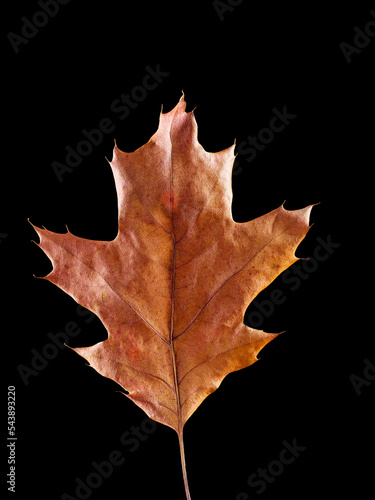 Autumn yellow dried oak leaf isolated on black