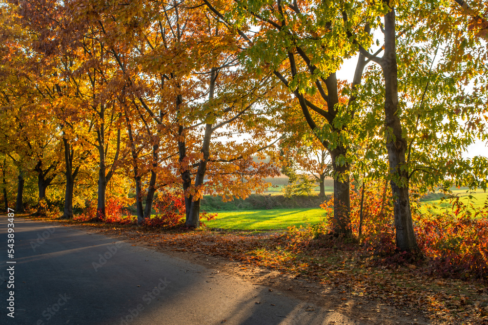 Naklejka premium Colorful autumn trees by the road. The Golden Polish Autumn.
