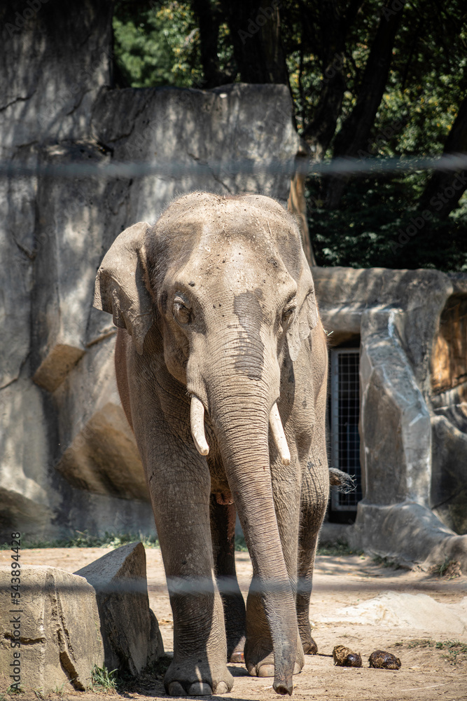 Fototapeta premium elephant in zoo