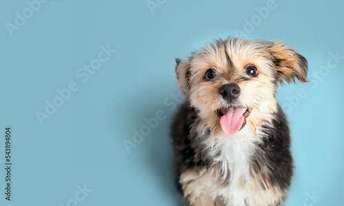 Happy puppy looking up on blue background. Cute little puppy with mouth open and tongue sticking out. 4 months old male morkie dog with long black and brown fur. Selective focus. Colored background. photo