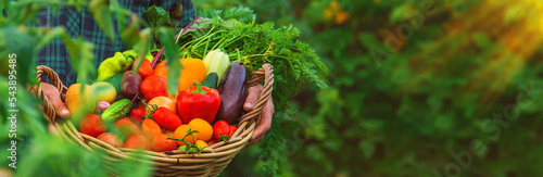 A man with a harvest of vegetables in the garden. Selective focus.