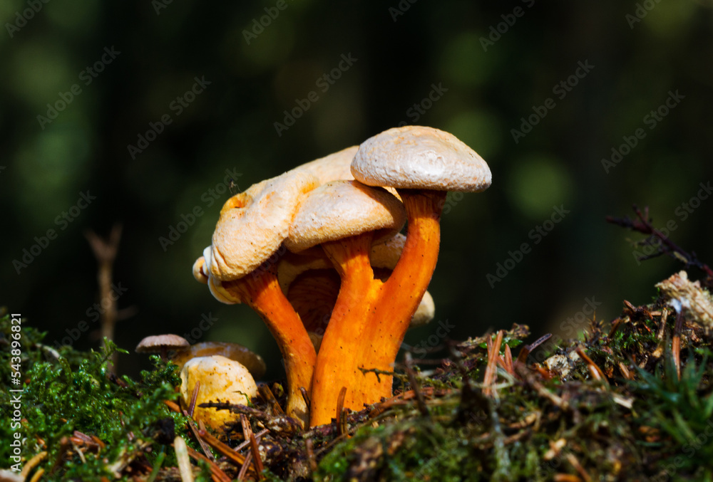 Fototapeta premium Group of False chanterelles, growing in a thick layer of moss and pine needle litter