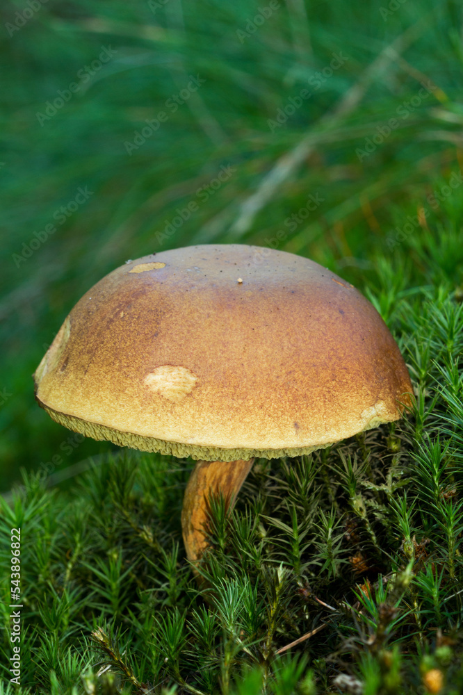 Bay bolete growing in thick layer of moss Bay bolete growing in thick layer of moss