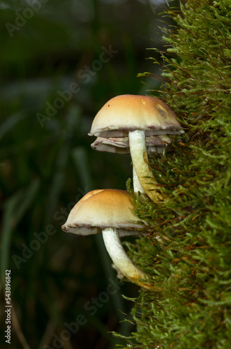 Three Conifer Tuft mushrooms growing on a dead tree clad with moss photo