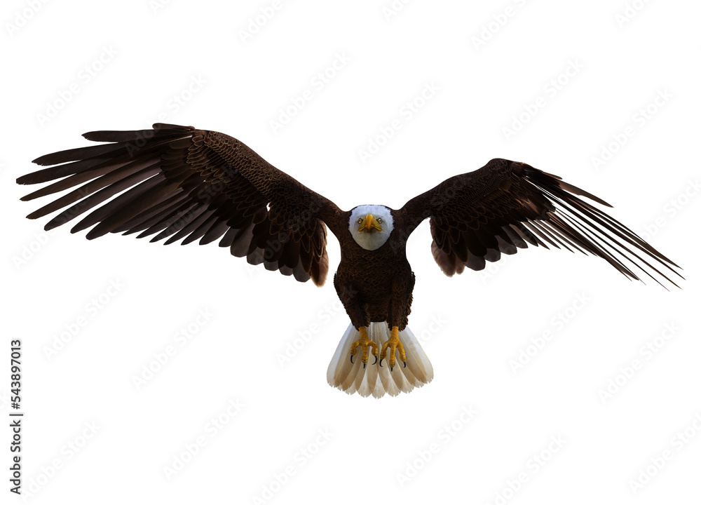 Obraz premium American bald eagle isolated on transparent background. 3D rendering. PNG