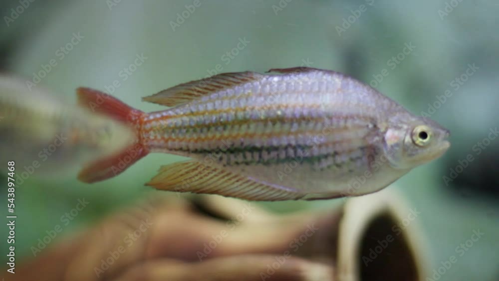 Close-up melanotaenia fish swims in the water. Selective focus on fish with blured background. Close-up melanotaenia fish swims in the water. Selective focus on fish with blured background.