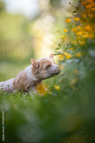 Brown hairless chinese crested dog puppy laying in front of yellow flowers © Sabriel Smut