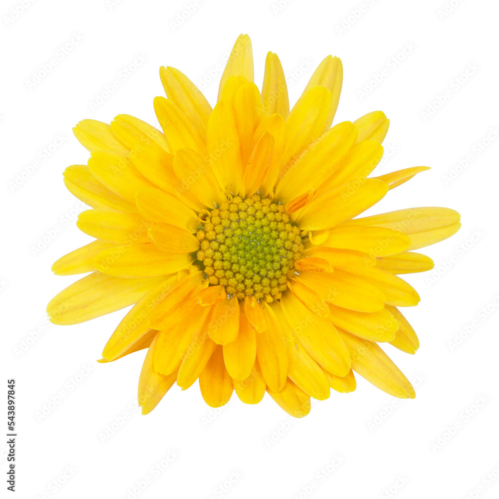 Beautiful pretty yellow chrysanthemum flower daisy isolated on the white background Beautiful pretty yellow chrysanthemum flower daisy isolated on the white background