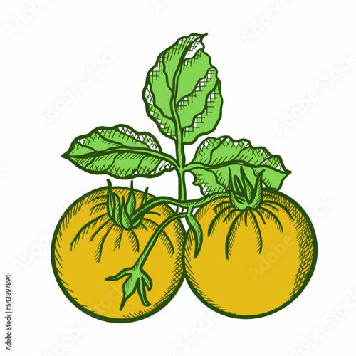tomatoes,vegetables,botany,vegans, leaves, agriculture, shop supplies, food, food, ingredients, health, proper nutrition tomatoes,vegetables,botany,vegans, leaves, agriculture, shop supplies, food, fo