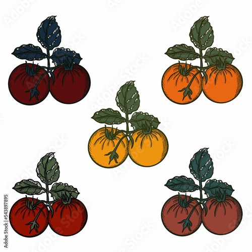 tomatoes,vegetables,botany,vegans, leaves, agriculture, shop supplies, food, food, ingredients, health, proper nutrition tomatoes,vegetables,botany,vegans, leaves, agriculture, shop supplies, food, fo