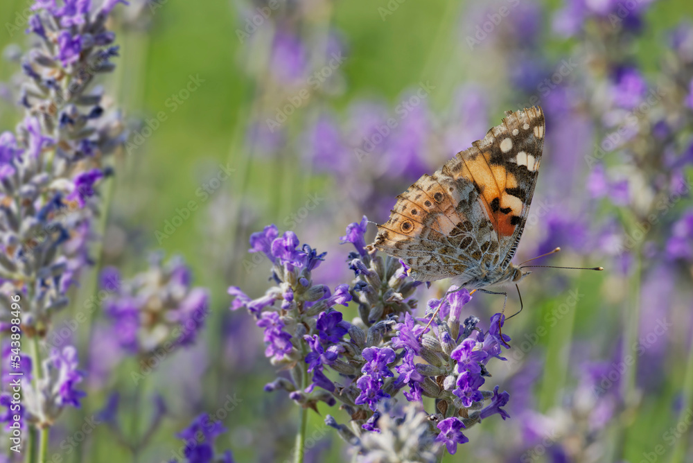 Painted Lady (Vanessa cardui) butterfly perched on lavender in Zurich, Switzerland