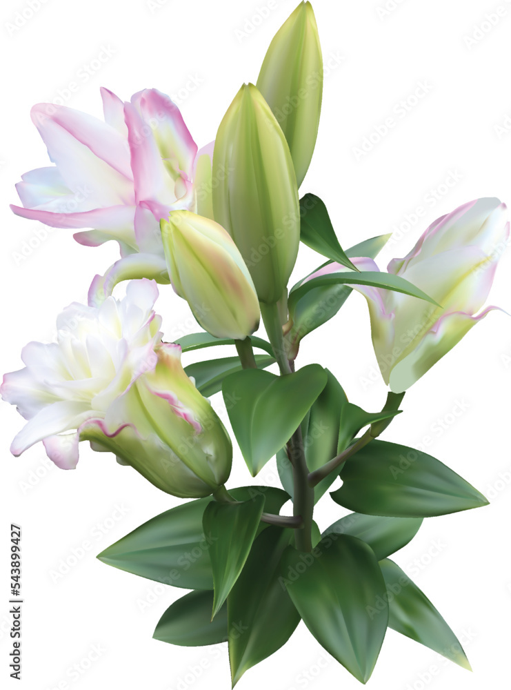 isolated white and light pink lily flowers bunch