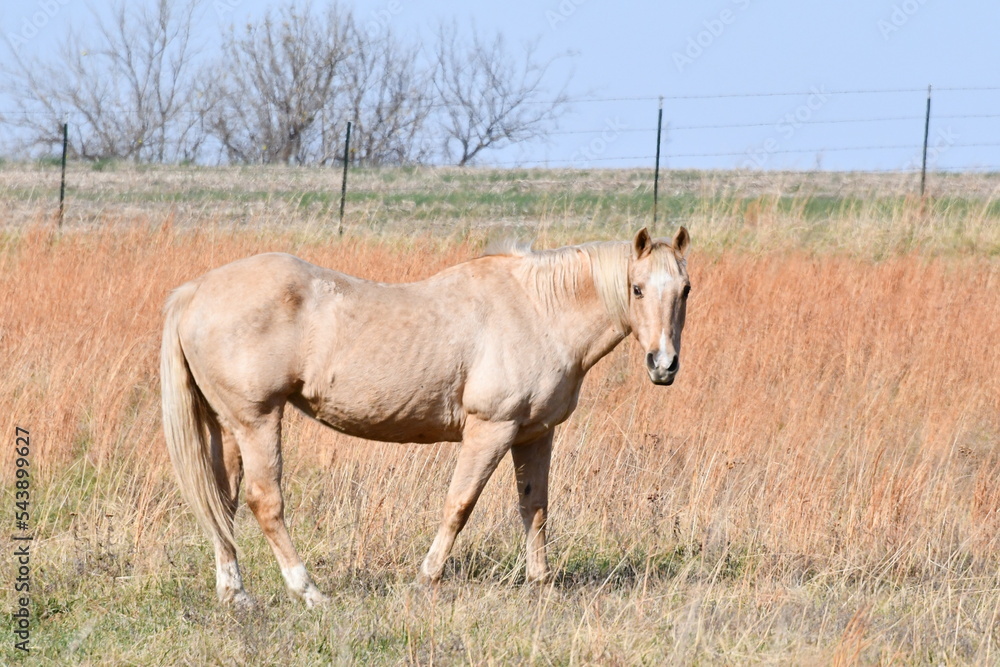 Obraz premium Brown Horse