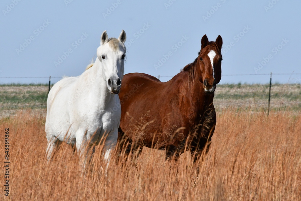 Obraz premium Horses