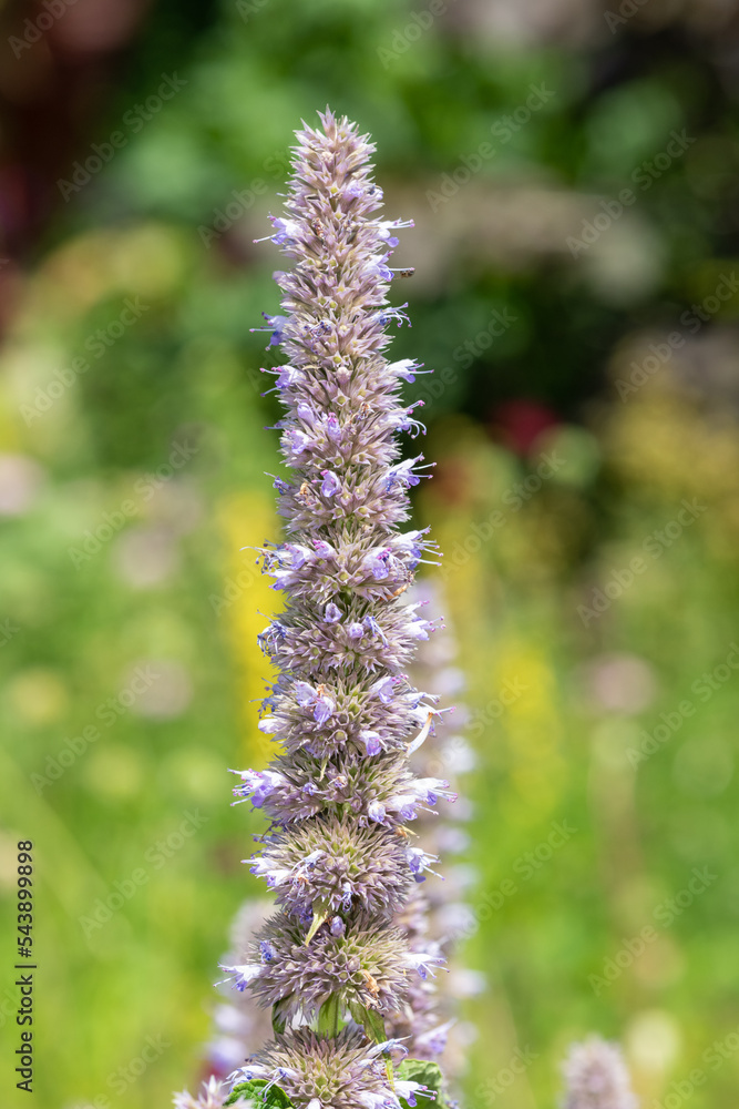 Close up of a giant hyssop flower in bloom Close up of a giant hyssop flower in bloom