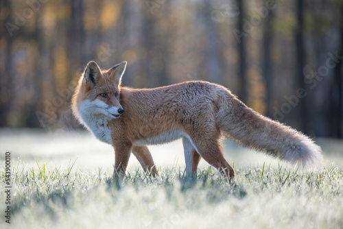 Obraz na plátně Curious young red fox portrait in the wild on a frosty morning.