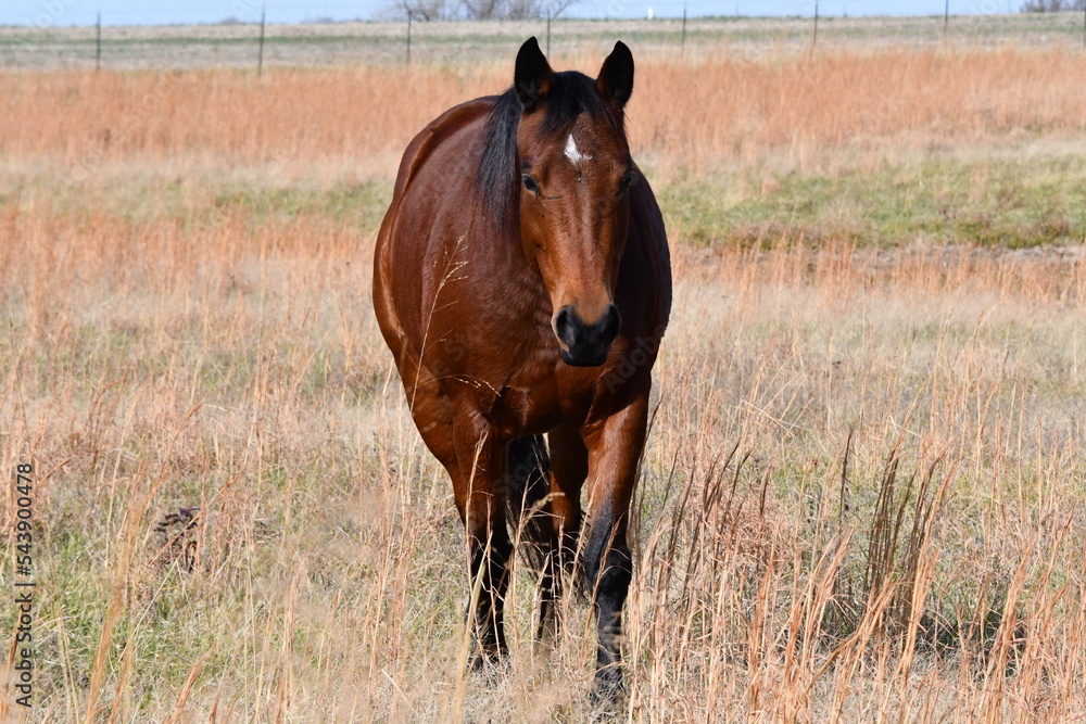 Fototapeta premium Brown Horse