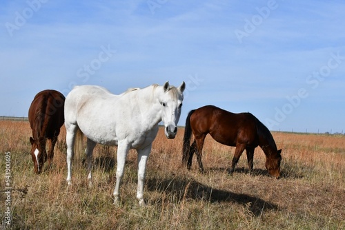 Horses in a Farm Field © Steve