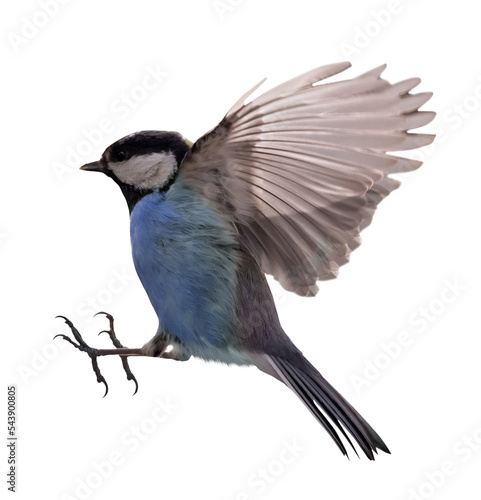isolated small blue tit in fast flight