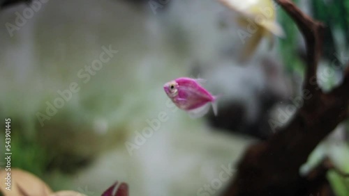 Ternetia pink aquarium fish swims in an aquarium with various other aquarium fish photo