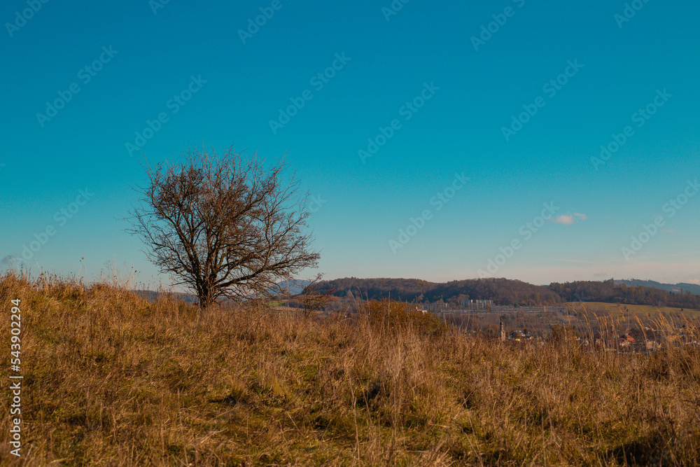 Mountain landscape with a trees Mountain landscape with a trees