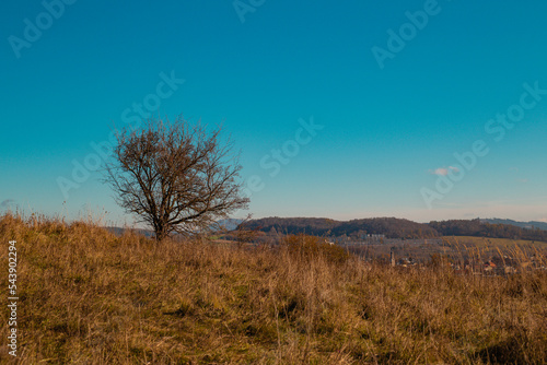 Mountain landscape with a trees 
