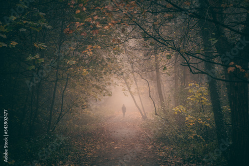 Фотография Person walking on footpath in foggy autumnal woodland