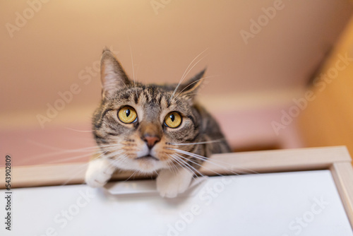 Cat lying on a wooden cabinet and making funny face, wide angle shot