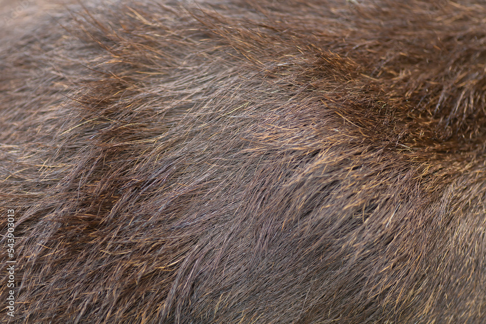 Moose adult brown fur close up texture for backgrounds or another graphic work Moose adult brown fur close up texture for backgrounds or another graphic work