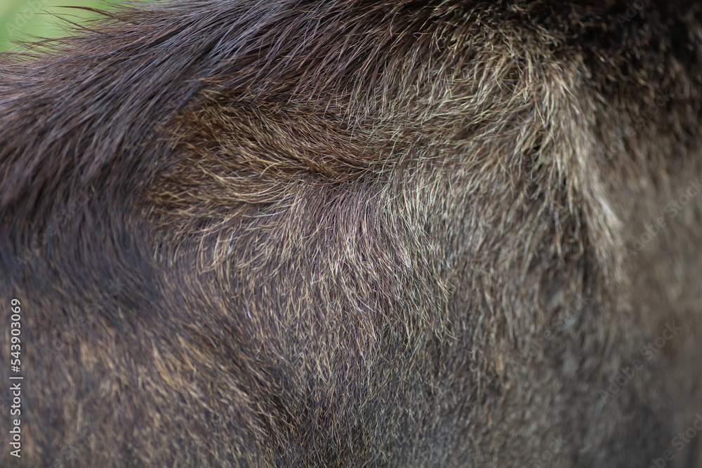 Moose adult brown fur close up texture for backgrounds or another graphic work
