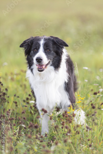 Old, senior, border collie dog on blurred park background