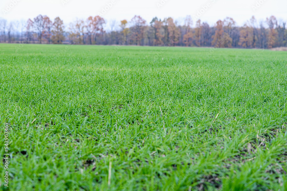 Green field of winter wheat in autumn.