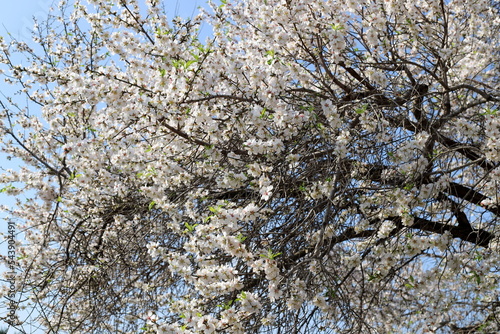 Wallpaper Mural Almond blossoms in a city park in northern Israel. Torontodigital.ca
