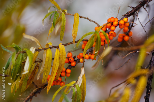Sea buckthorn fruits on a branch in autumn © Flower_Garden