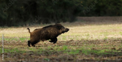 La chasse du sanglier.