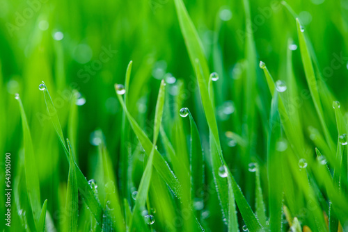 Dew drops on young sprouts of winter wheat close-up.