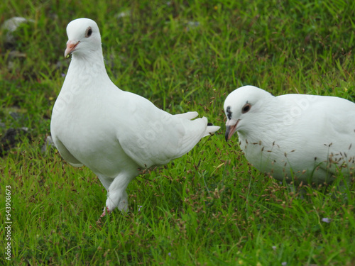 white dove