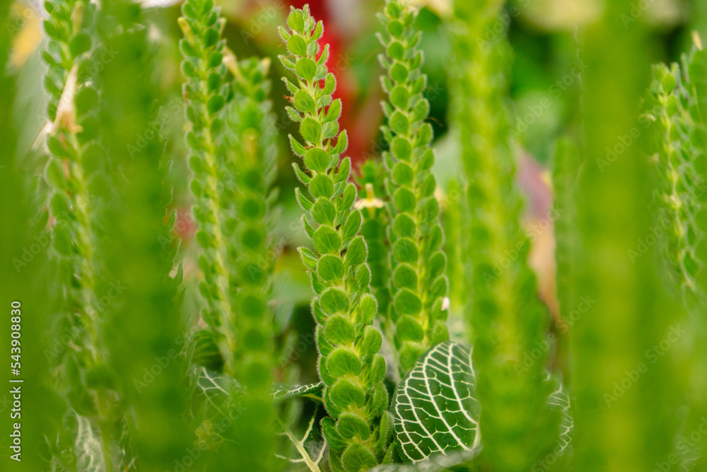 Nahaufname von Pflanzen, Farn, Macro Nahaufname von Pflanzen, Farn, Macro