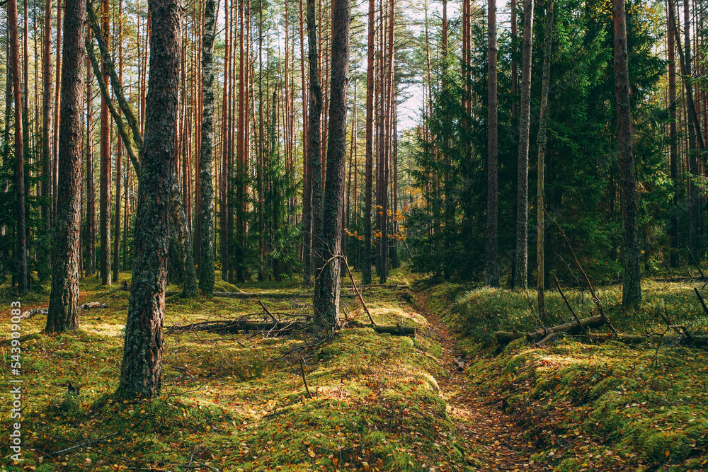 sun rays in the forest, morning in the forest, magical forest hike sun rays in the forest, morning in the forest, magical forest hike