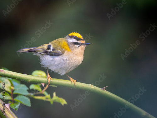 Firecrest, small bird, spectacular, colorful and very nervous!