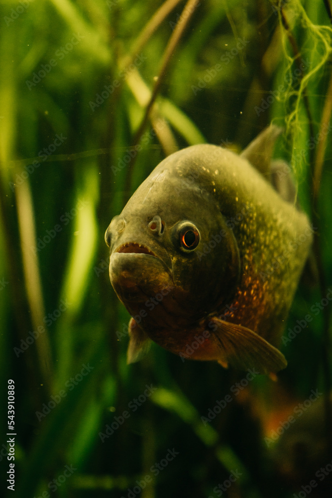 Piranha im Aquarium schwimmen, Piranhas, Piranha, Fisch, Amazonas