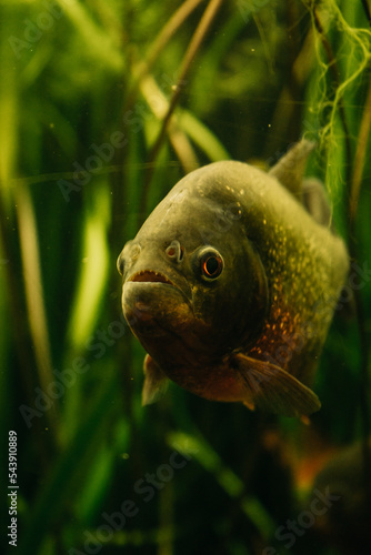 Piranha im Aquarium schwimmen, Piranhas, Piranha, Fisch, Amazonas, Piranhas im Wasser, Dschungel, Schwimme, Serrasalmidae