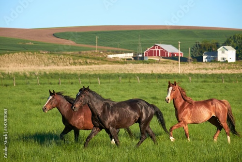 Three beautiful horses running across a green field with a farm, hills, and a blue sky in the background. Landscape image with nobody in it. 