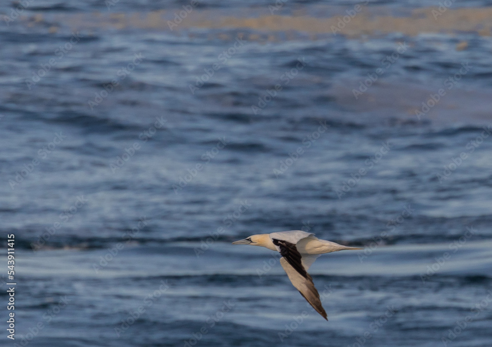 Gannet, in its migration through the Cantabrian Sea! Gannet, in its migration through the Cantabrian Sea!