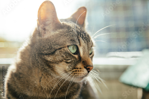 Getigerte Katze von Licht erleuchtet © Vanell