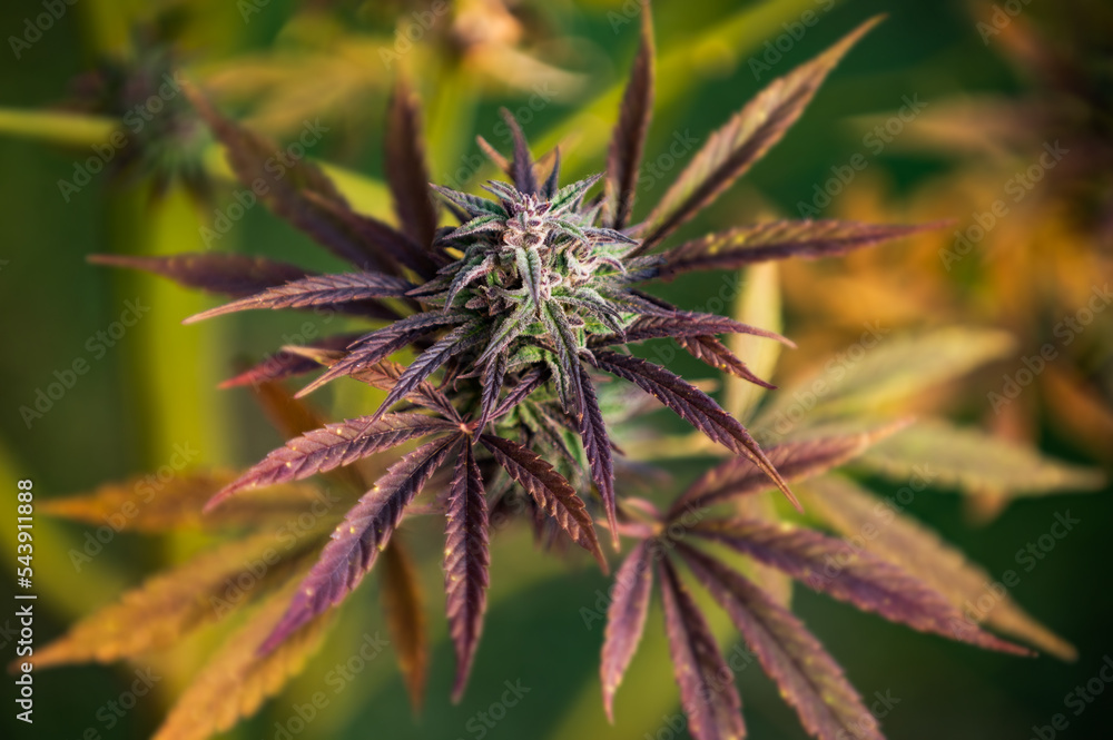 Marijuana cannabis leaf background. Marijuana cannabis leaf background.