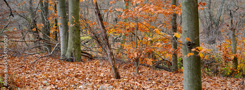 Panoramic image of The last of autumn colors in a northeast decidious forest