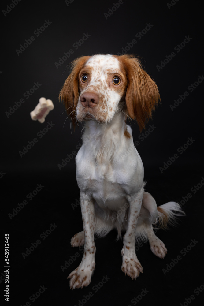 Cute Brittany spaniel dog focusing on a flying treat before catching it Cute Brittany spaniel dog focusing on a flying treat before catching it