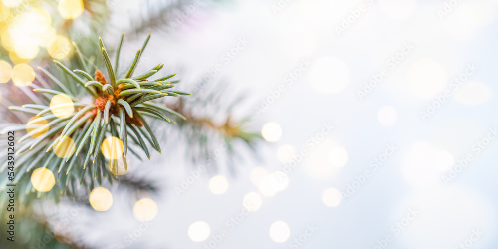 Green fir tree branches with festive bokeh on a light background.  Wide horizontal banner with copyspace. Winter and christmas concept