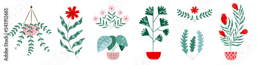 Plants collection - Set of natural floral collection Flat colorful. Flowerpots, hanging plants, flowers, branches, roses, bouquet. Botanical isolated icons. Trendy plants in pots